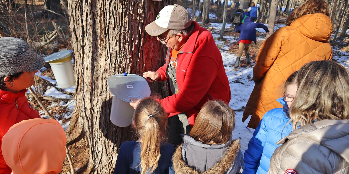 Moharimet 2nd grade students tapping maple sap on school grounds in February 2024.